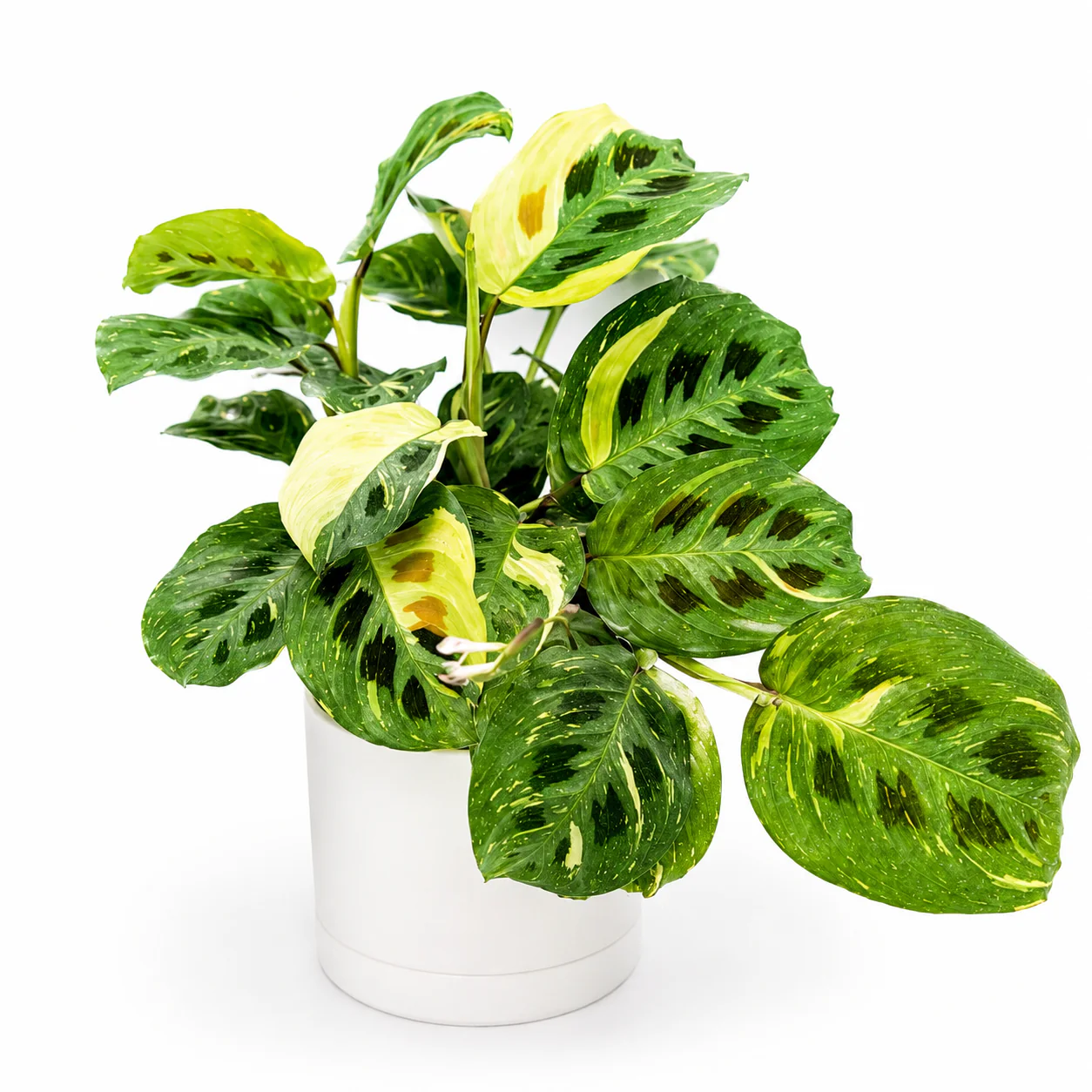 Variegated Maranta - Image 2