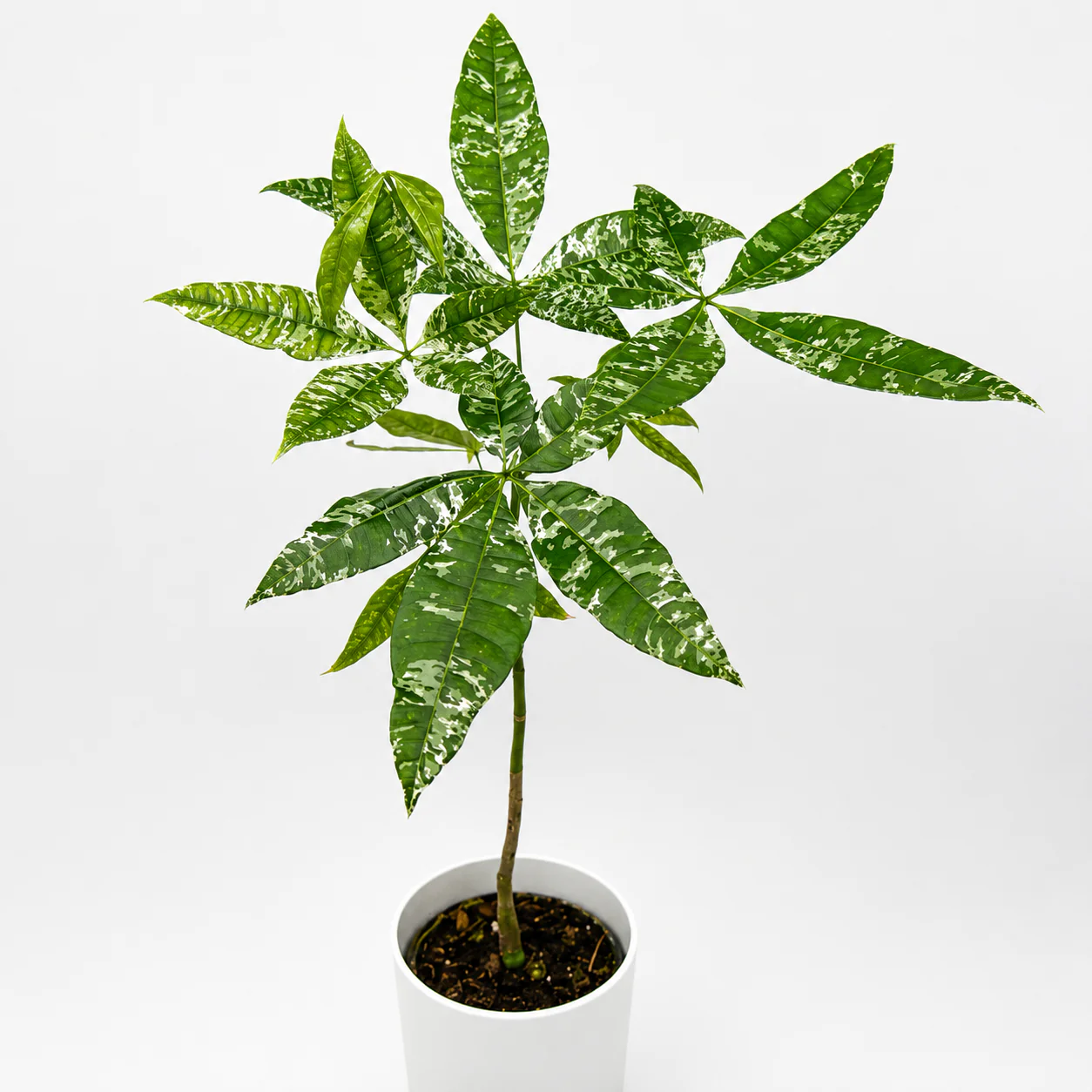 Variegated Money Tree