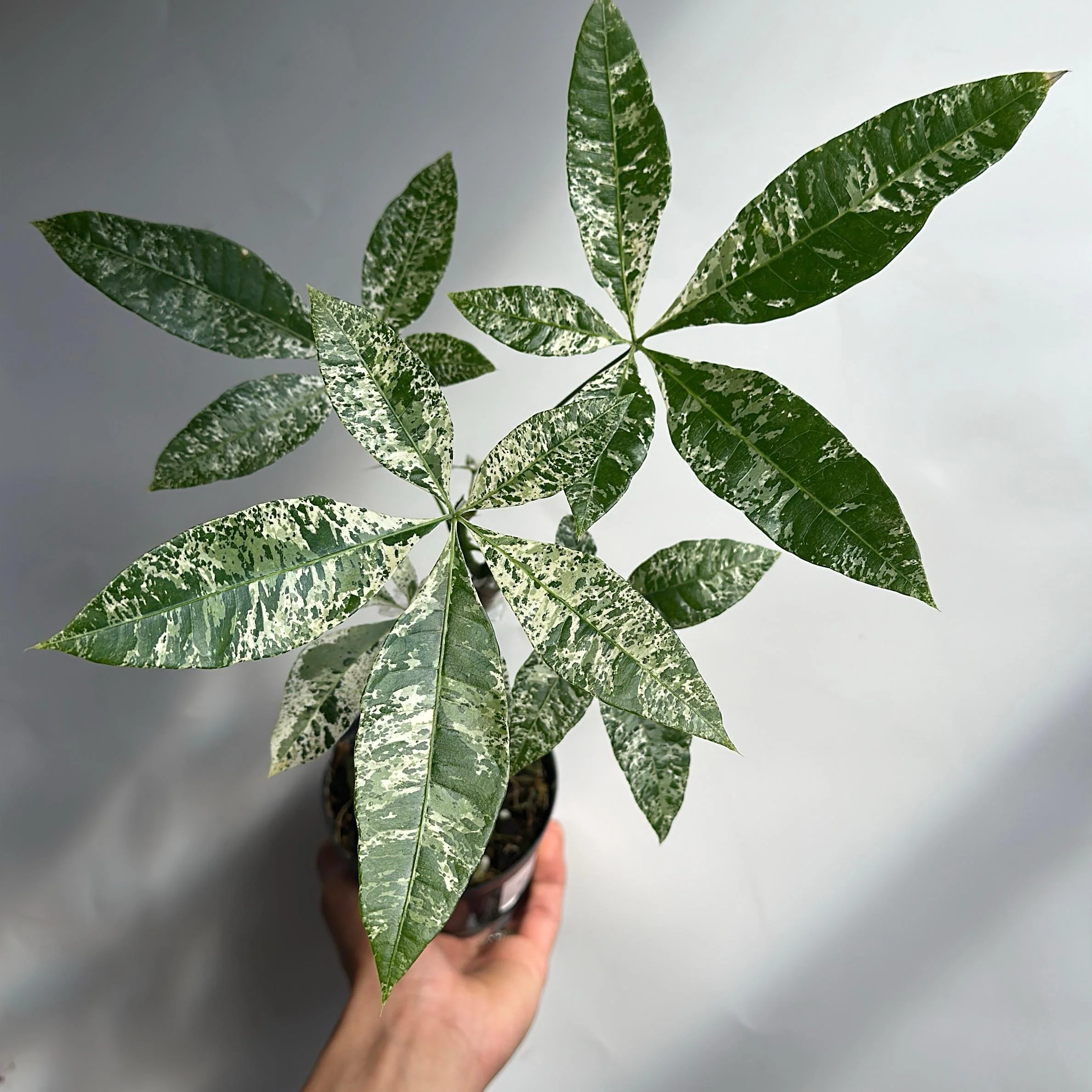 Variegated Money Tree - Image 2