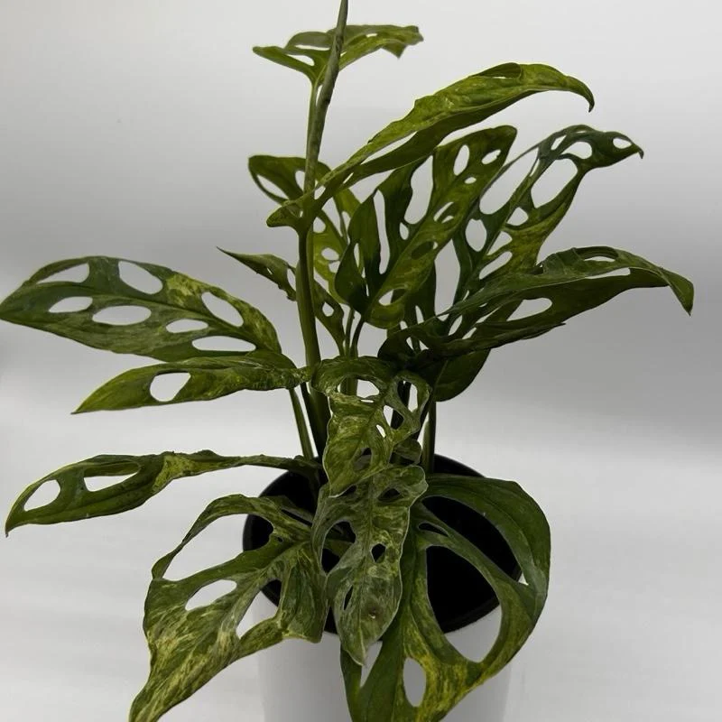 Variegated Monstera Adansonii - Image 3