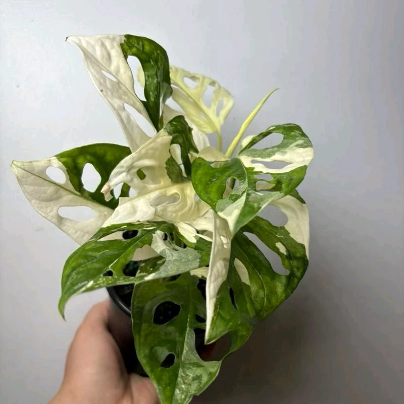 Variegated Monstera Adansonii - Image 4