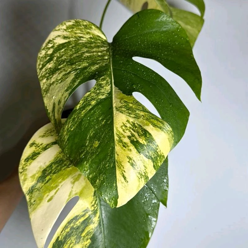 Variegated Monstera Aurea - Image 2