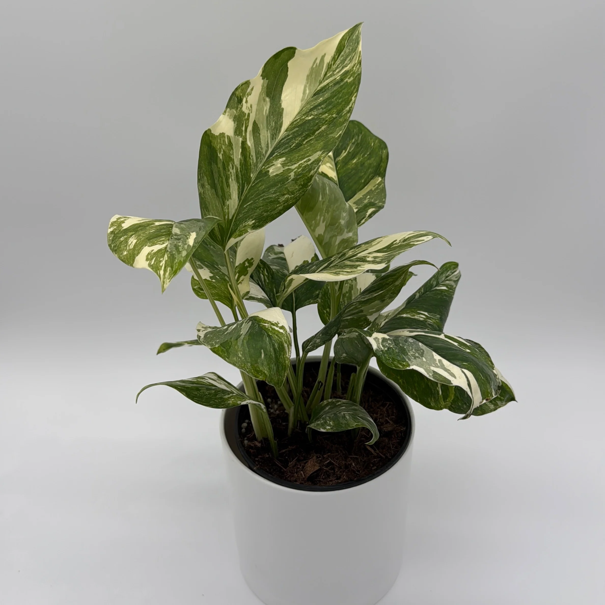 Variegated Monstera Lechleriana - Image 2