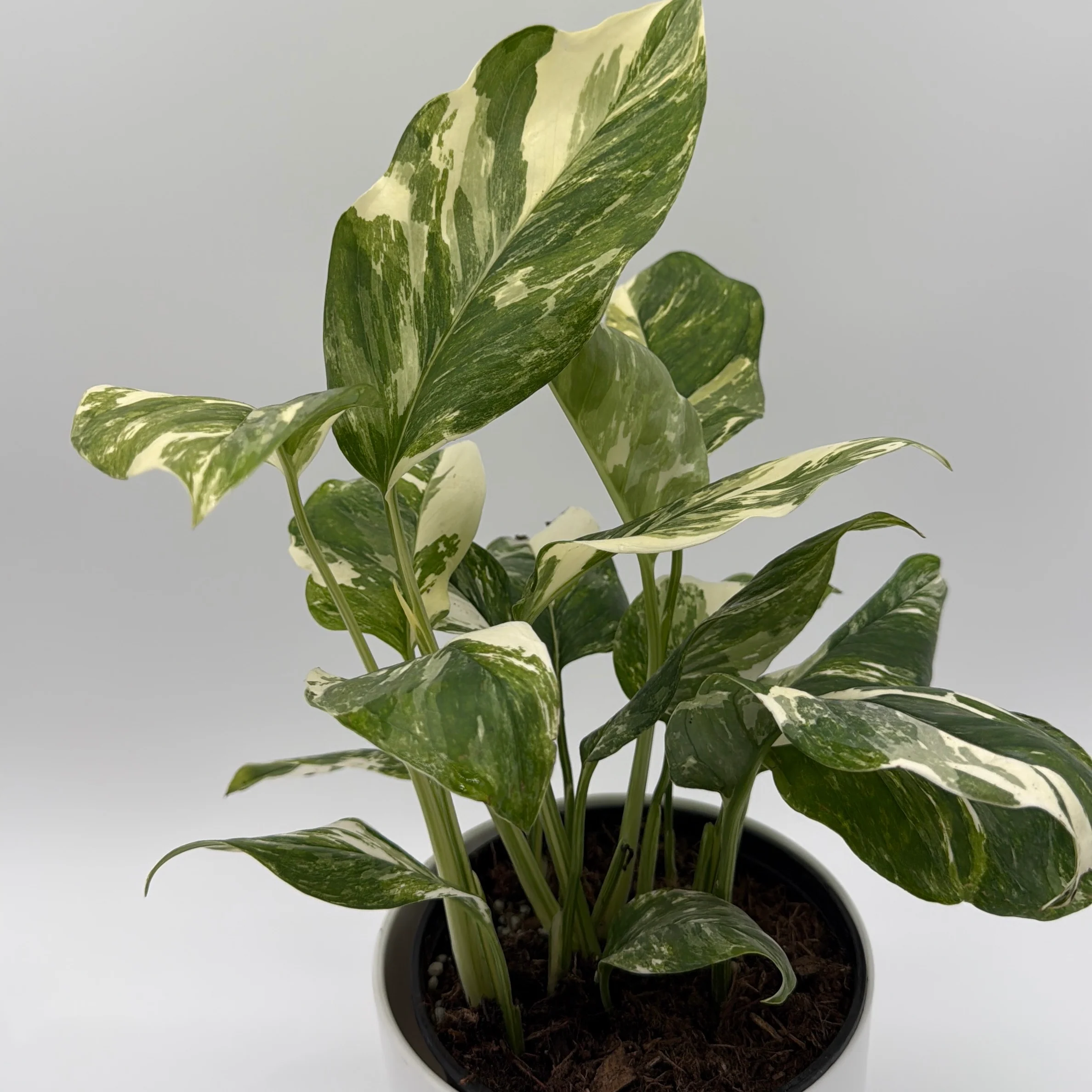 Variegated Monstera Lechleriana - Image 3