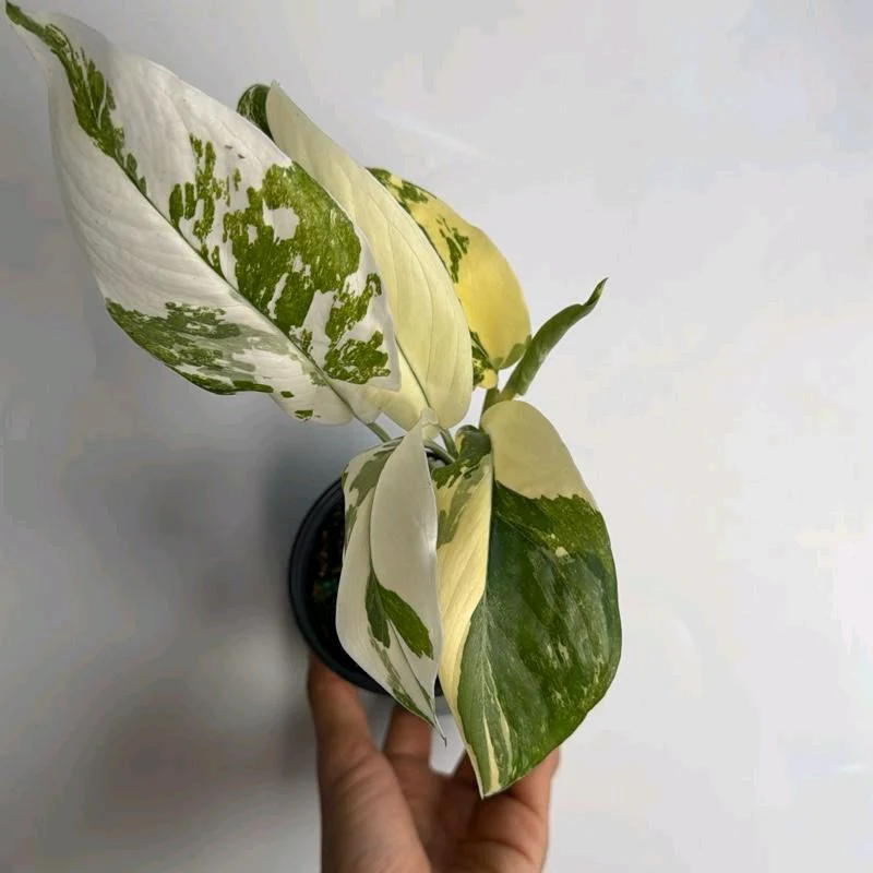 Variegated Monstera Lechleriana - Image 4