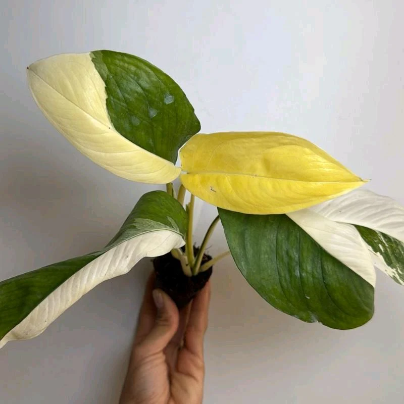 Variegated Monstera Lechleriana - Image 5