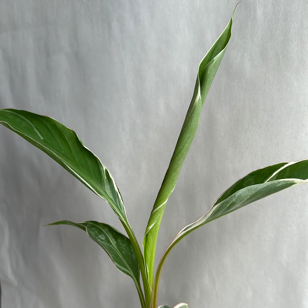Variegated Banana Musa Nono - Image 4