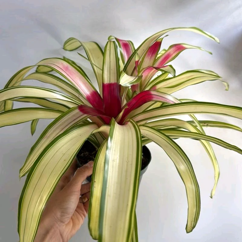 Variegated Neoregelia 'Ardie' - Image 2