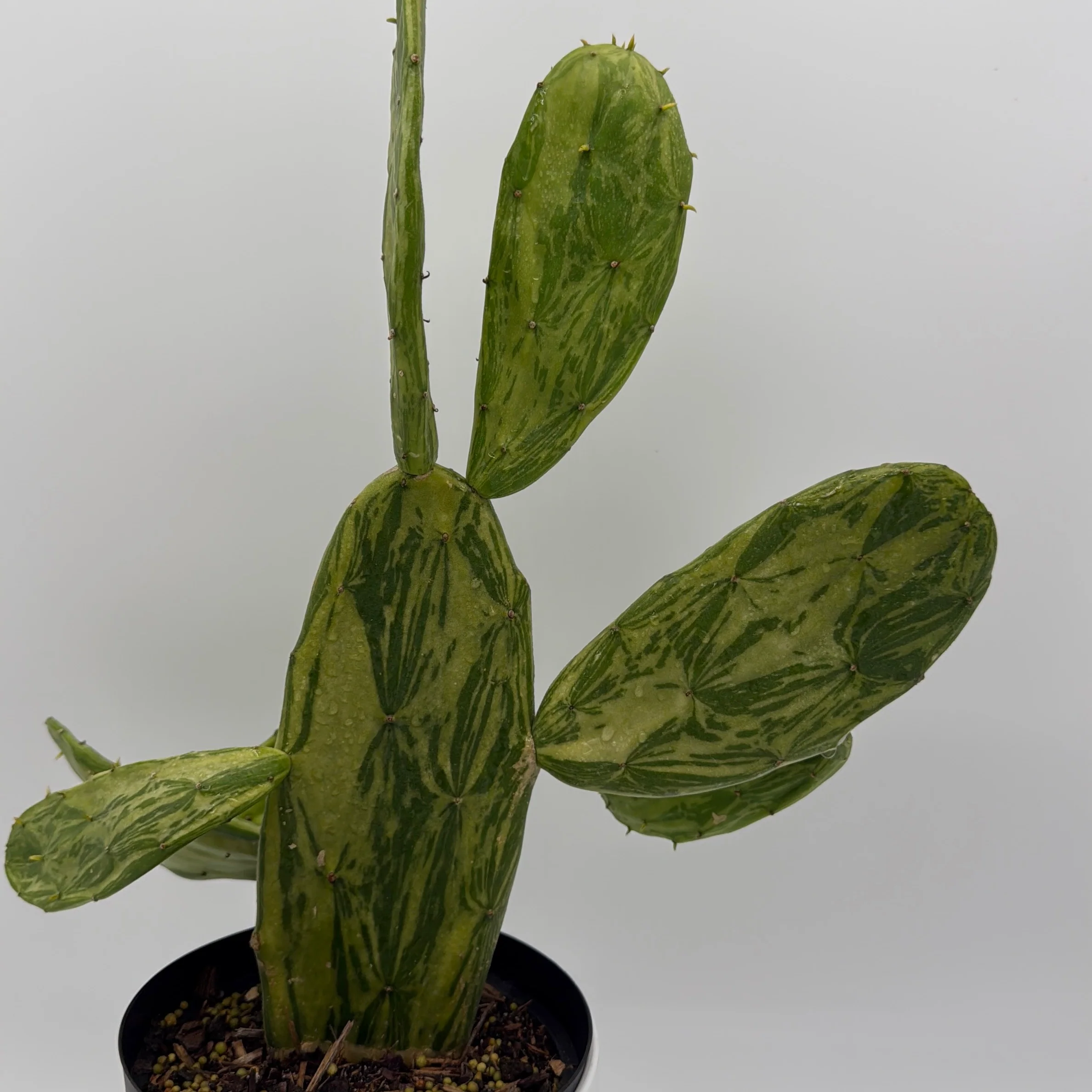 Variegated Opuntia Prickly Pear Cactus - Image 3