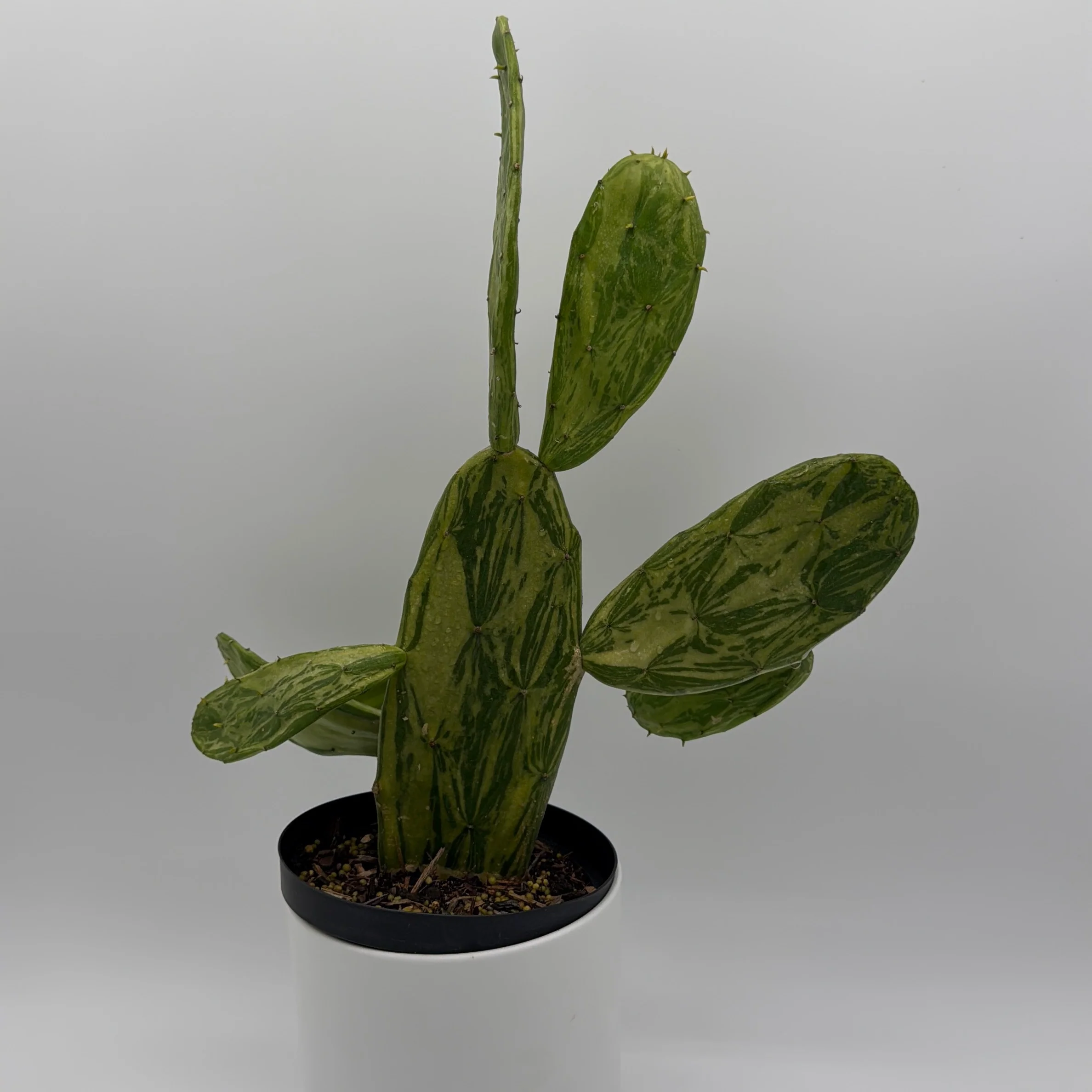 Variegated Opuntia Prickly Pear Cactus - Image 4