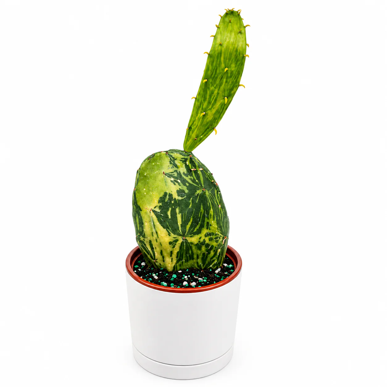 Variegated Opuntia Prickly Pear Cactus - Image 6