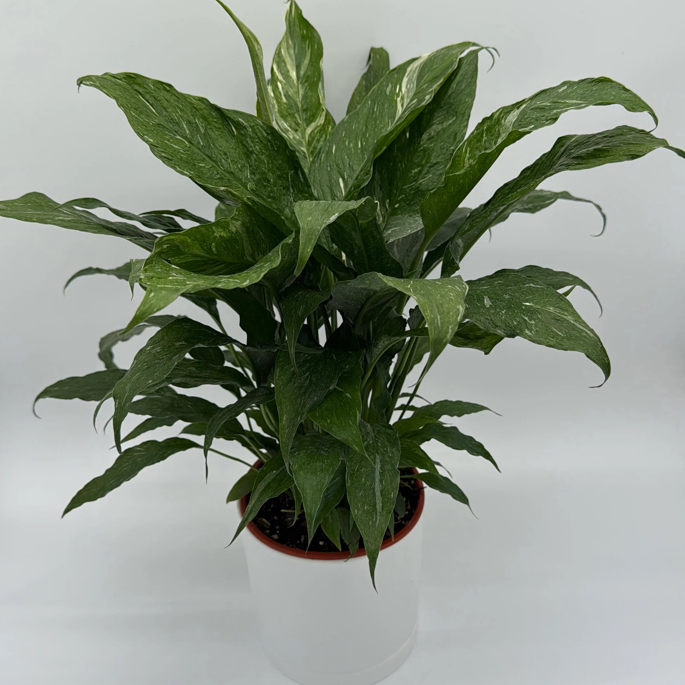 Variegated Peace Lily 'Domino' - Image 2