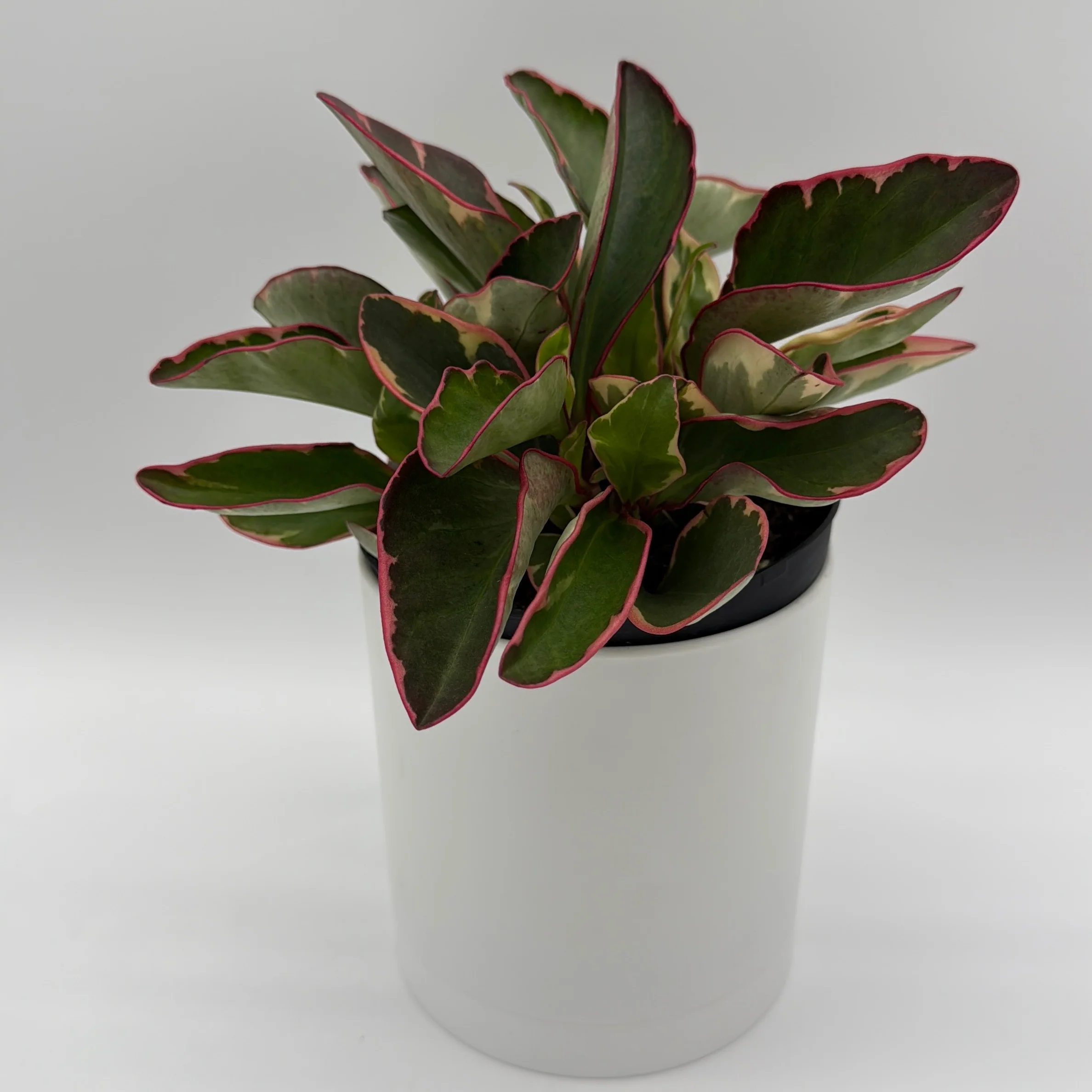 Variegated Peperomia Clusiifolia 'Ginny'