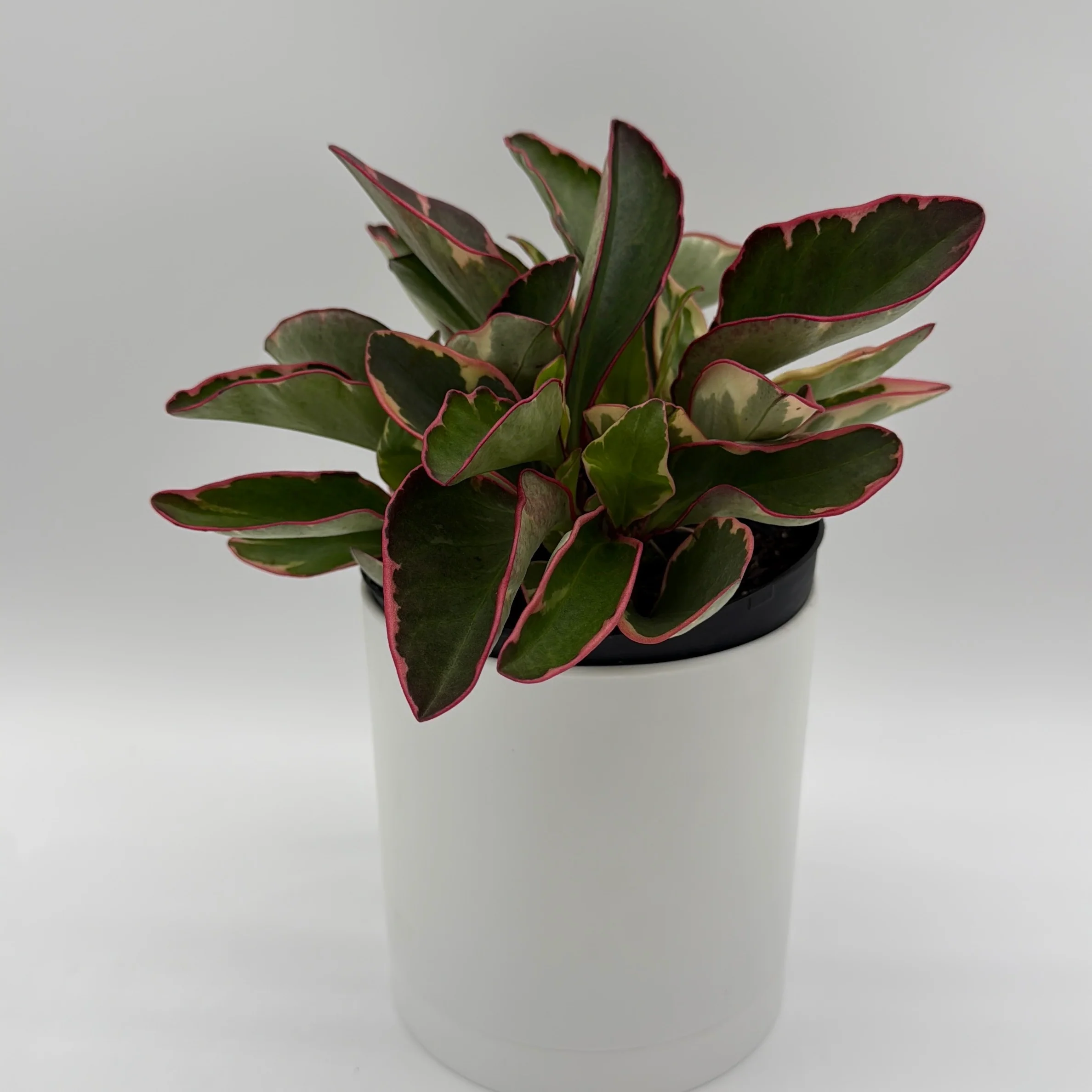 Variegated Peperomia Clusiifolia 'Ginny' - Image 2