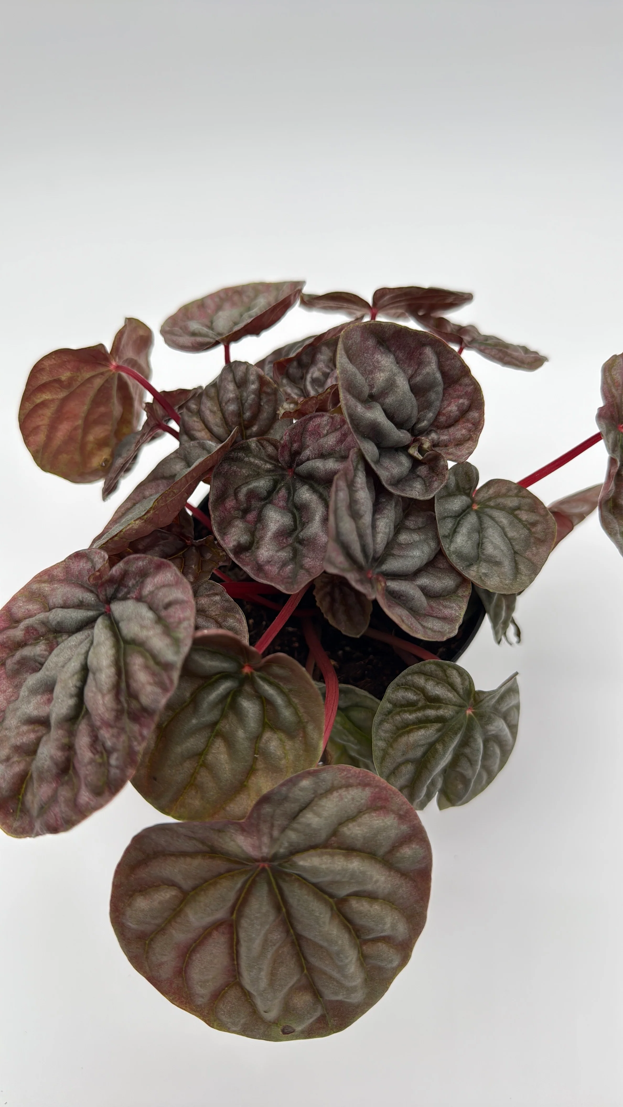 Variegated Peperomia Red Beauty Ripple - Image 2