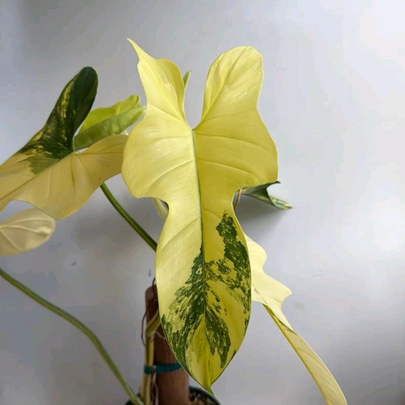Variegated Philodendron Bipennifolium