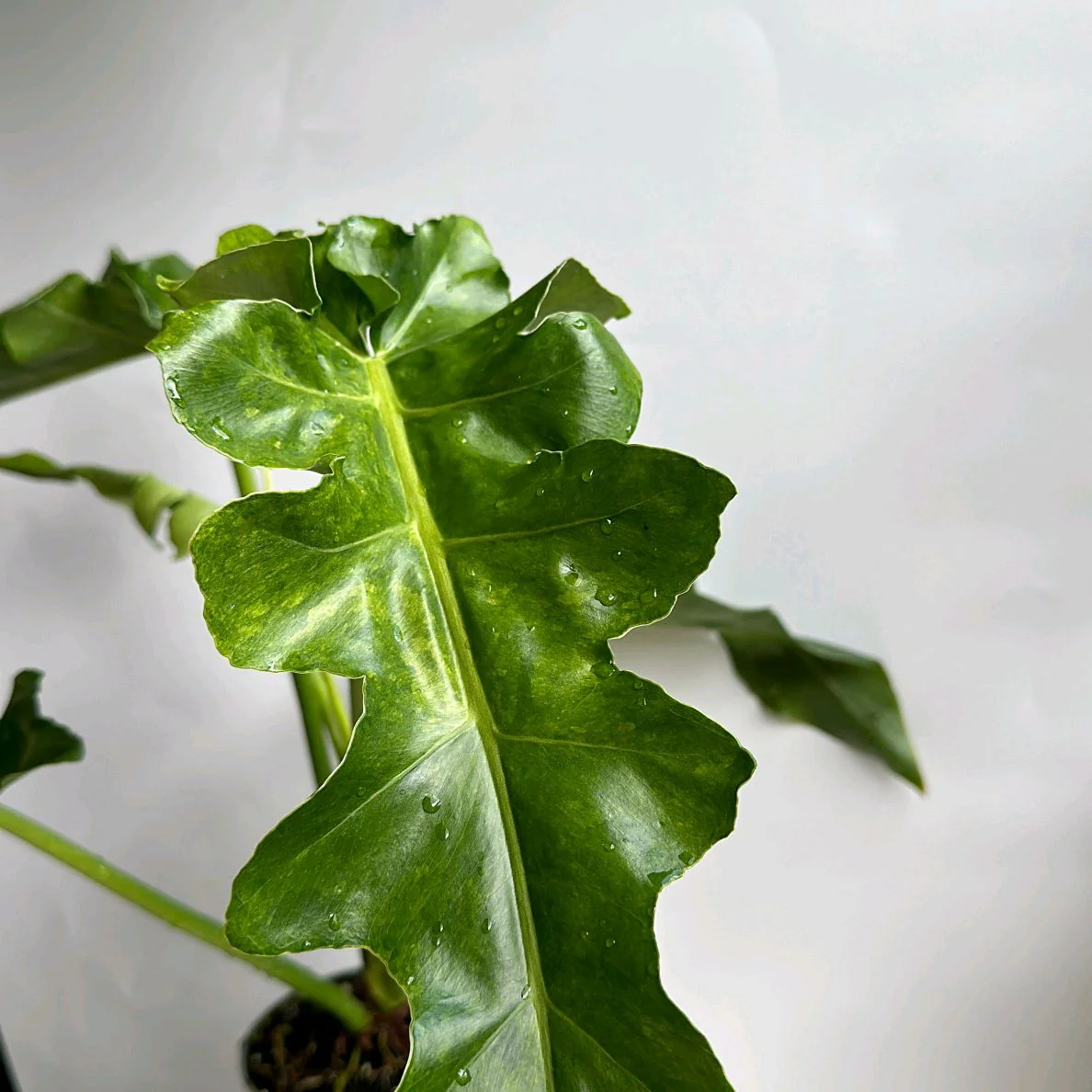 Variegated Philodendron 'Bob Cee' - Image 2
