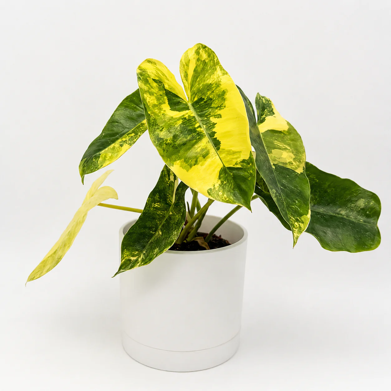 Variegated Philodendron Burle Marx - Image 2