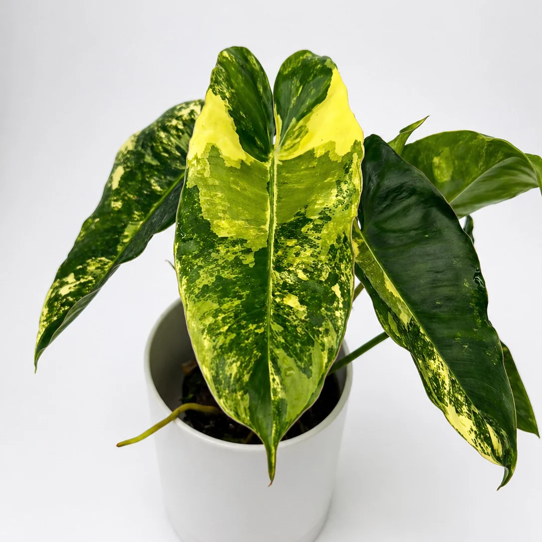 Variegated Philodendron Burle Marx - Image 3