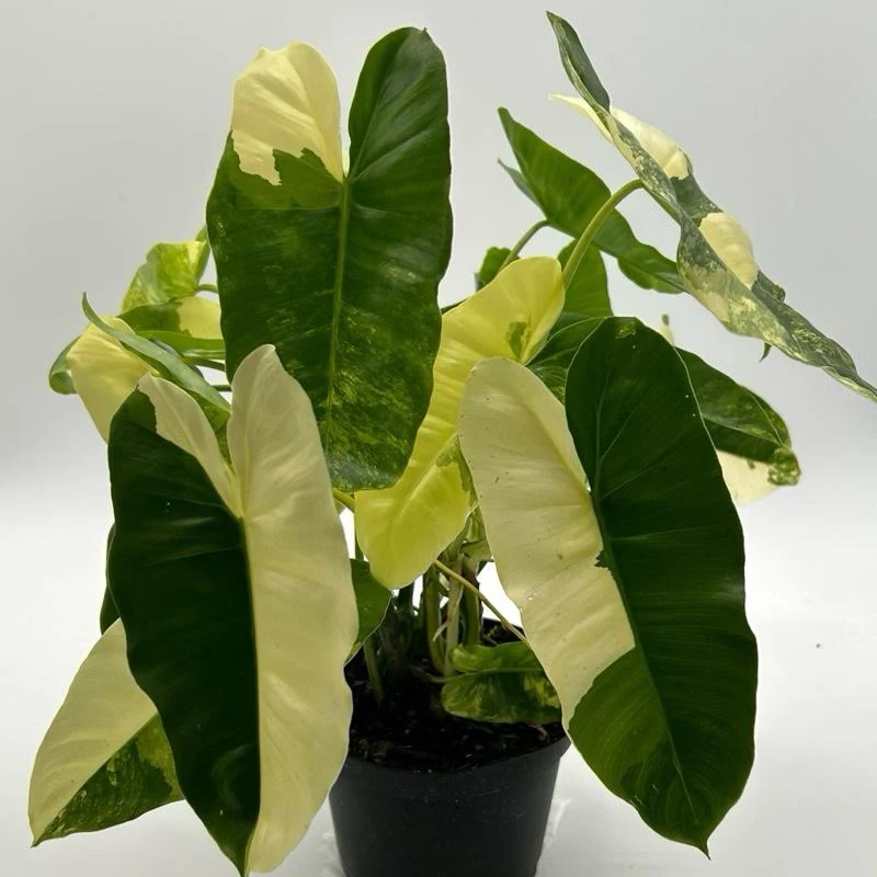 Variegated Philodendron Burle Marx - Image 4