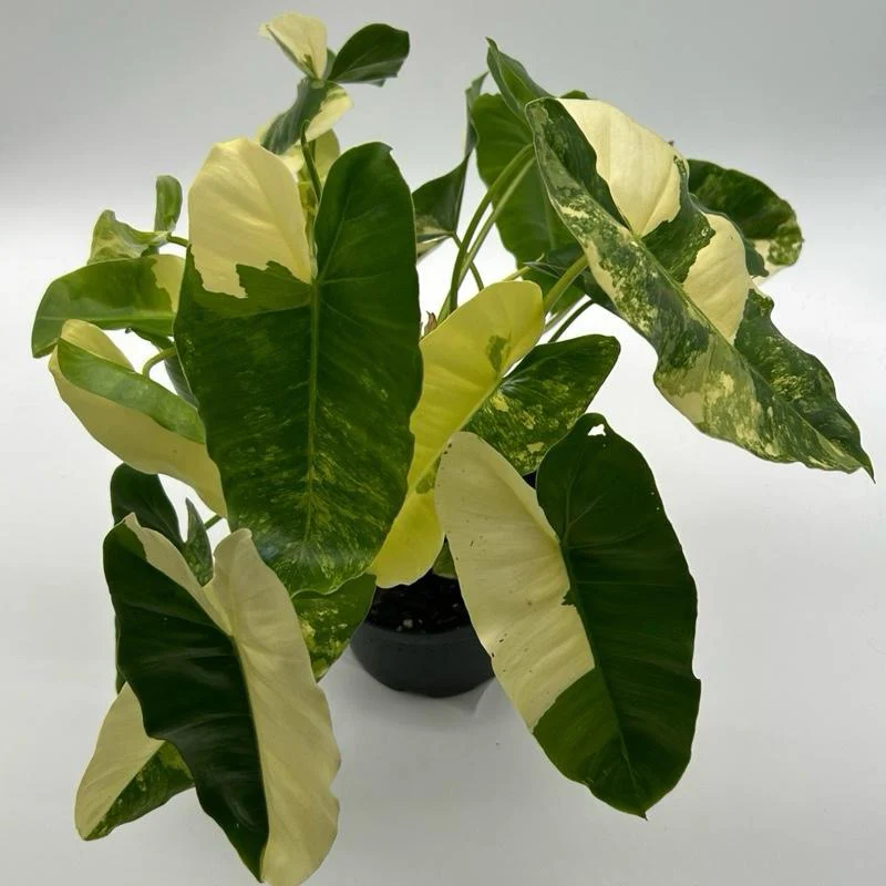 Variegated Philodendron Burle Marx - Image 5