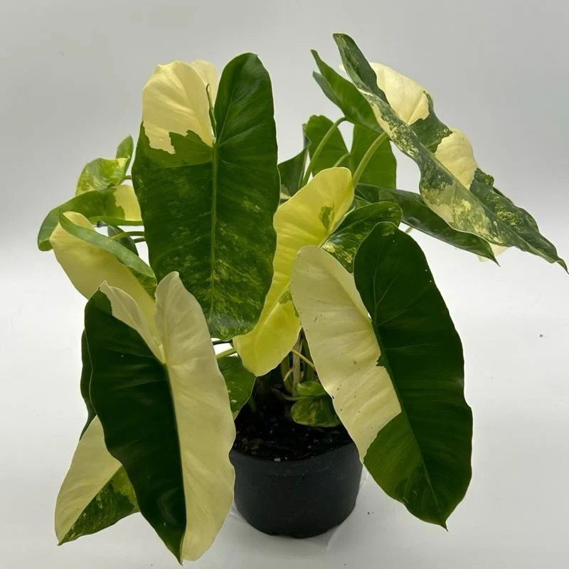 Variegated Philodendron Burle Marx - Image 6