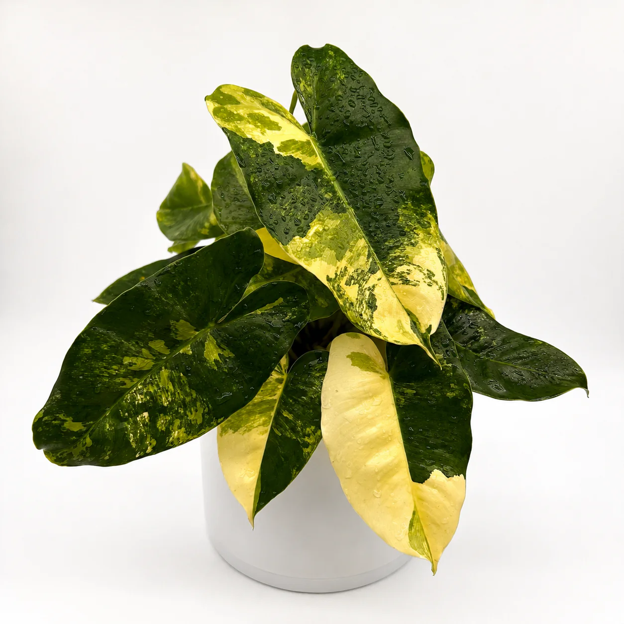 Variegated Philodendron Burle Marx - Image 7