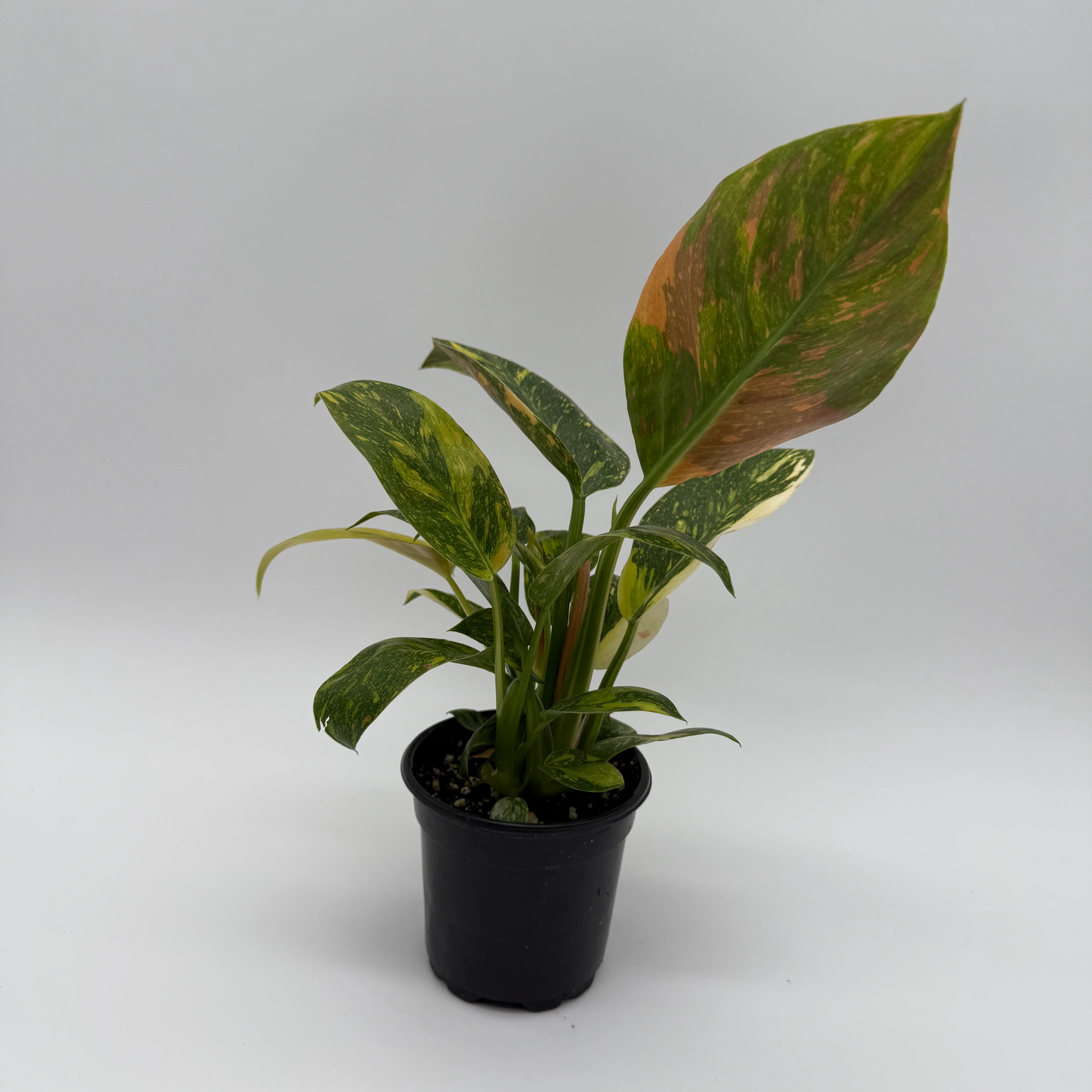 Variegated Philodendron Green Congo Nuclear