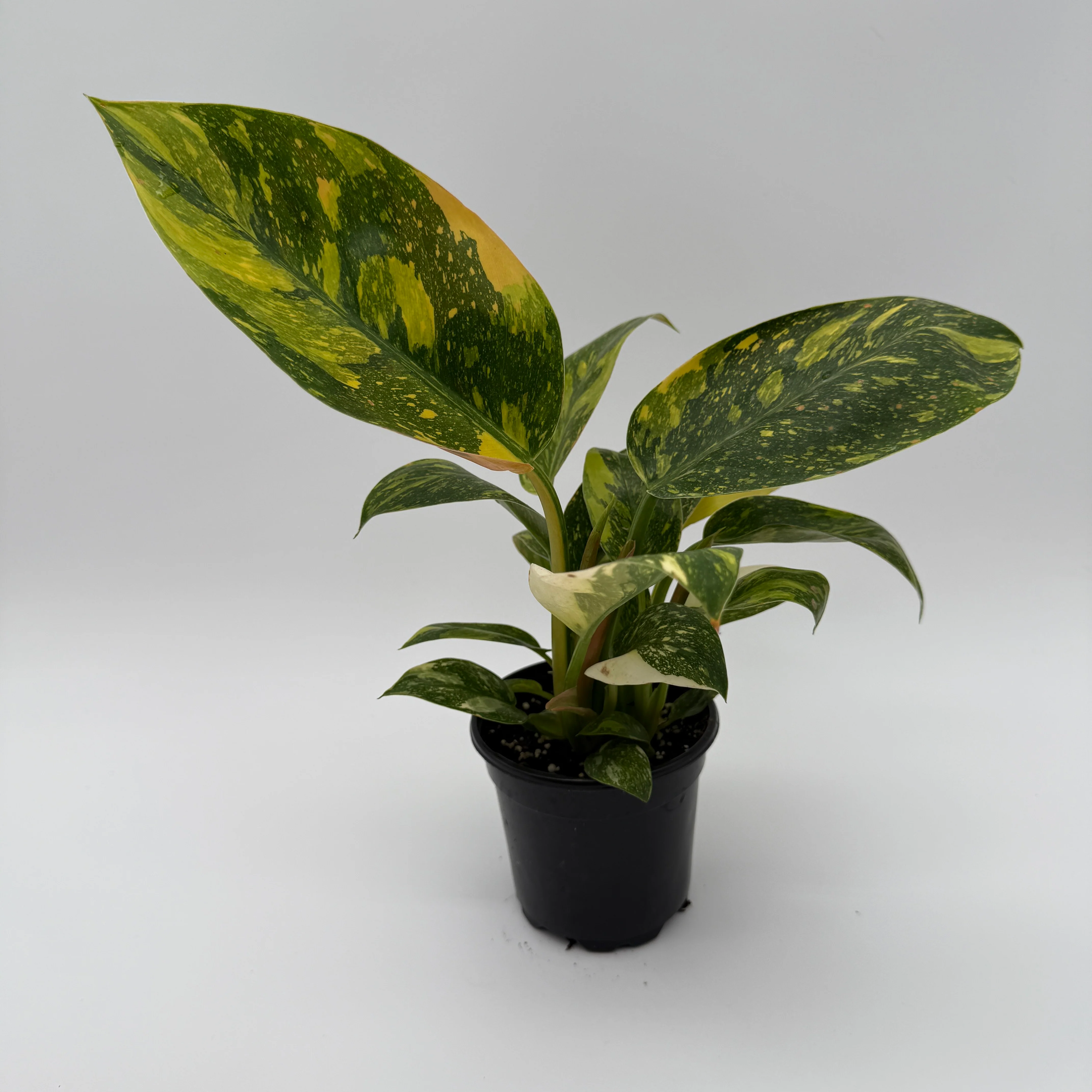 Variegated Philodendron Green Congo Nuclear - Image 2