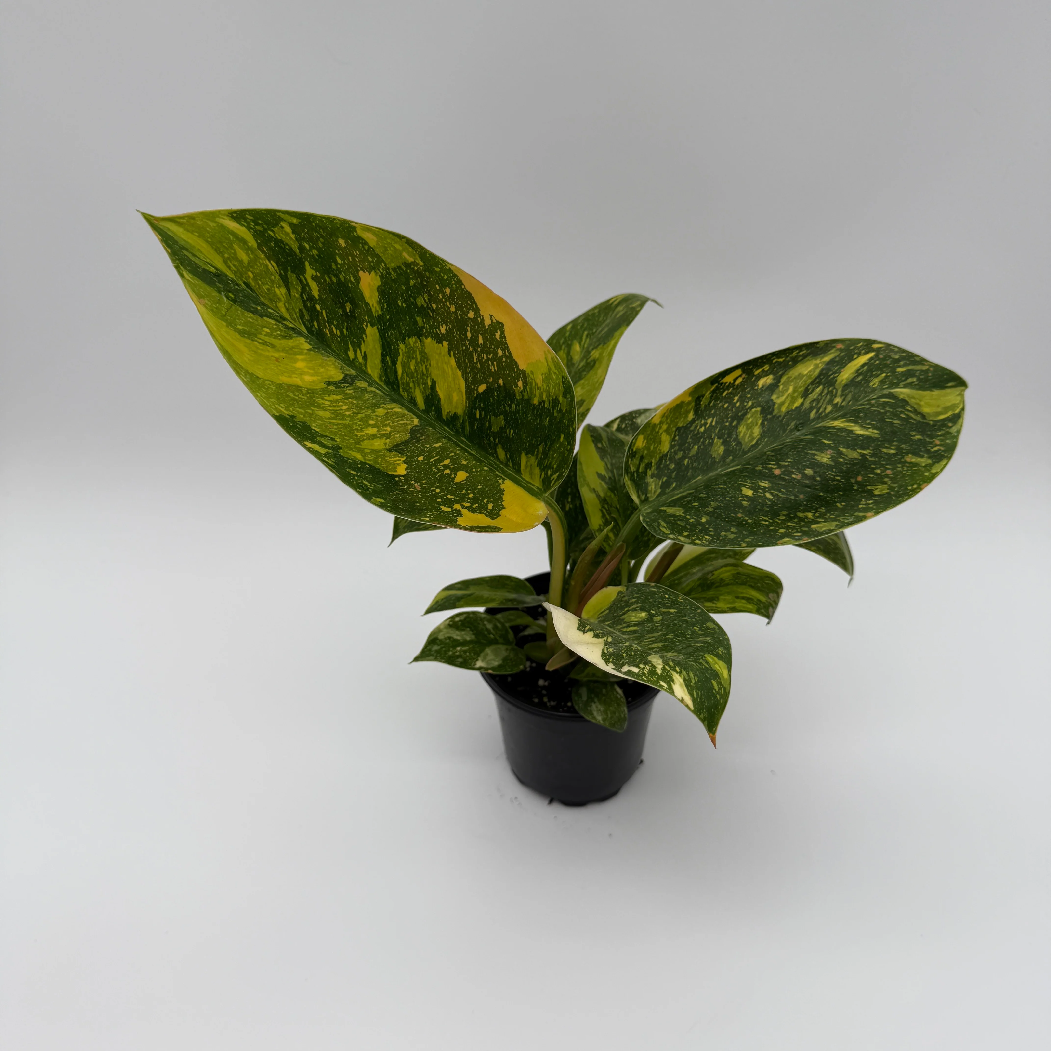 Variegated Philodendron Green Congo Nuclear - Image 3