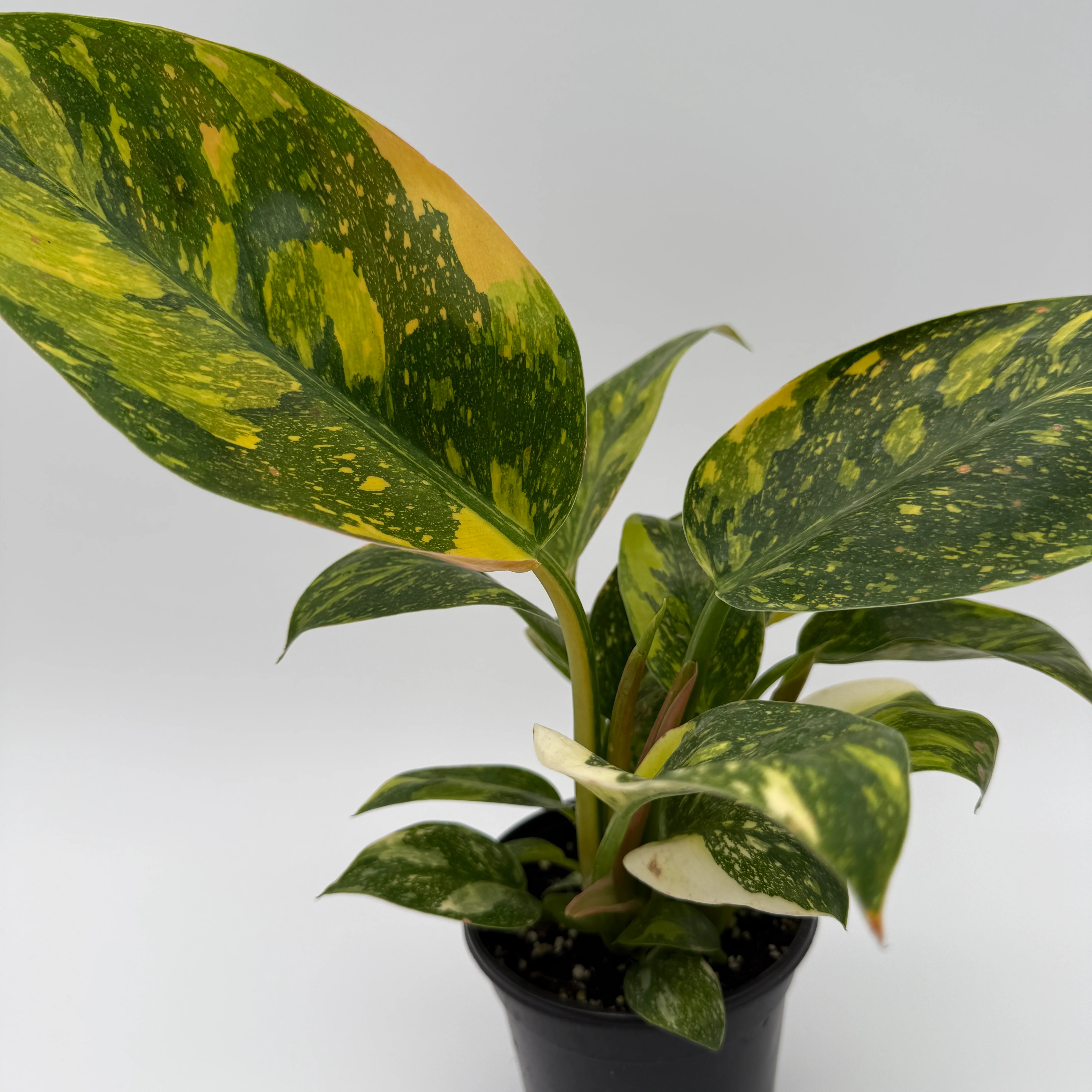 Variegated Philodendron Green Congo Nuclear - Image 4