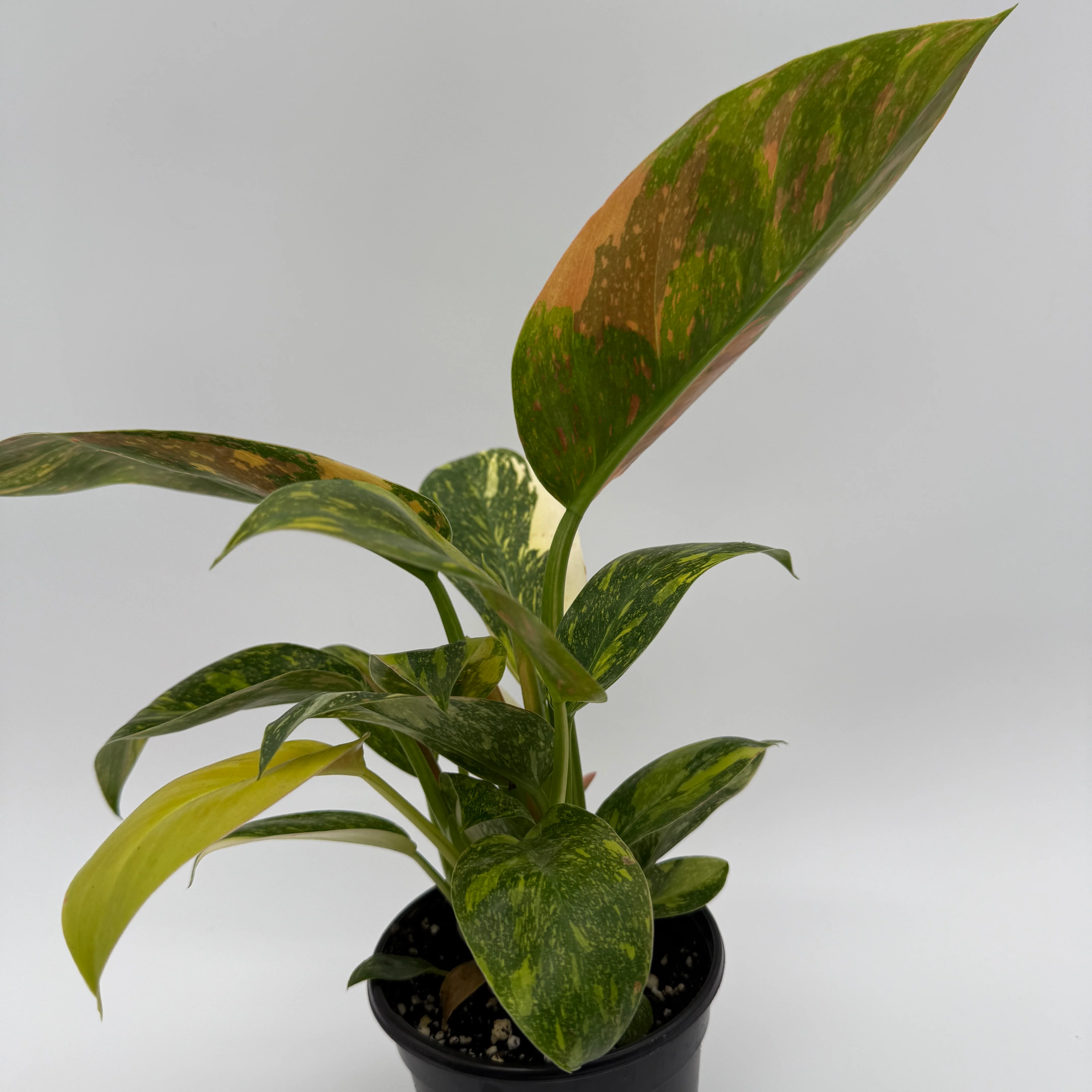Variegated Philodendron Green Congo Nuclear - Image 5
