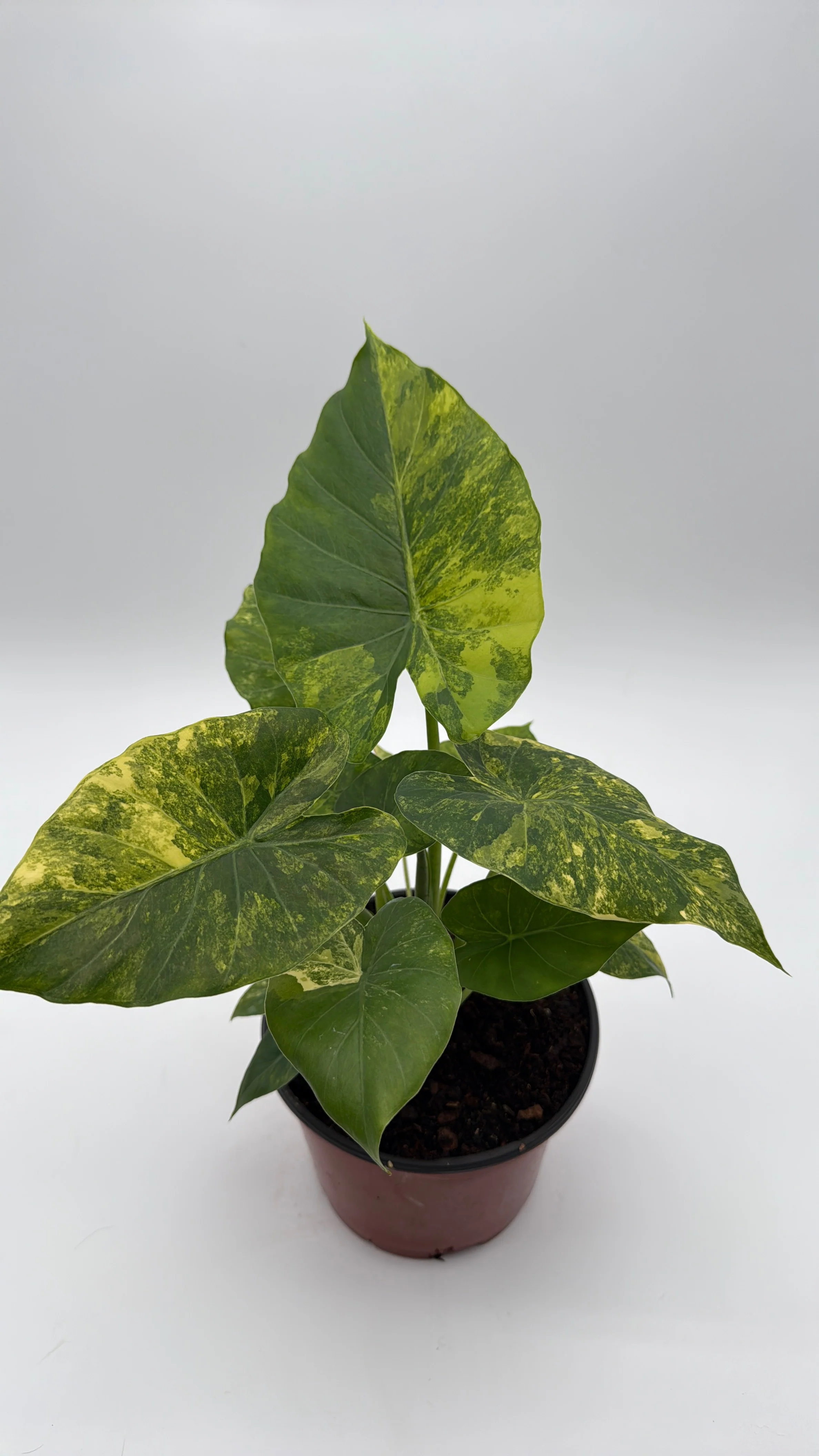 Variegated Alocasia Macrorrhiza Aurea - Image 2