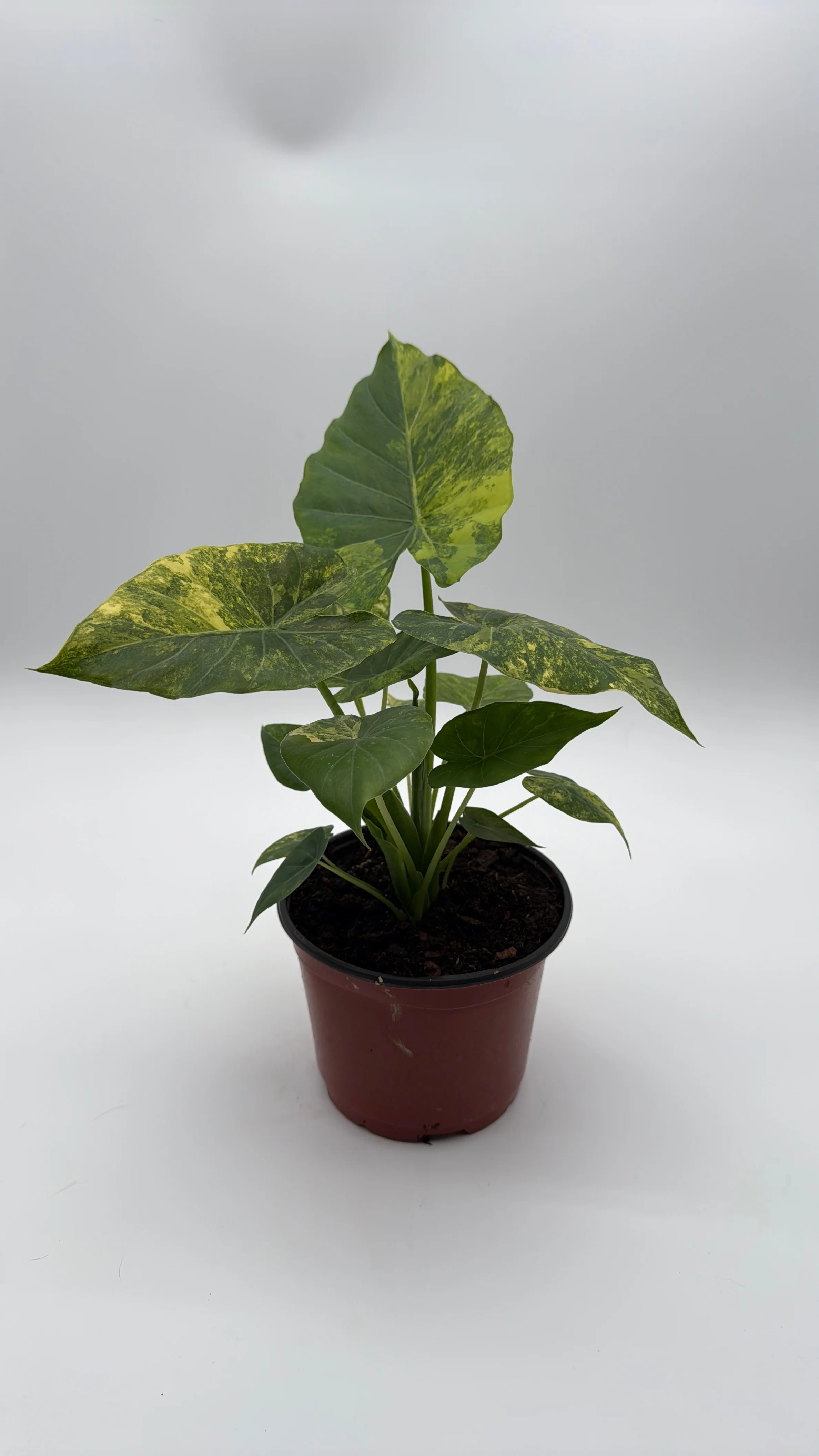 Variegated Alocasia Macrorrhiza Aurea - Image 3