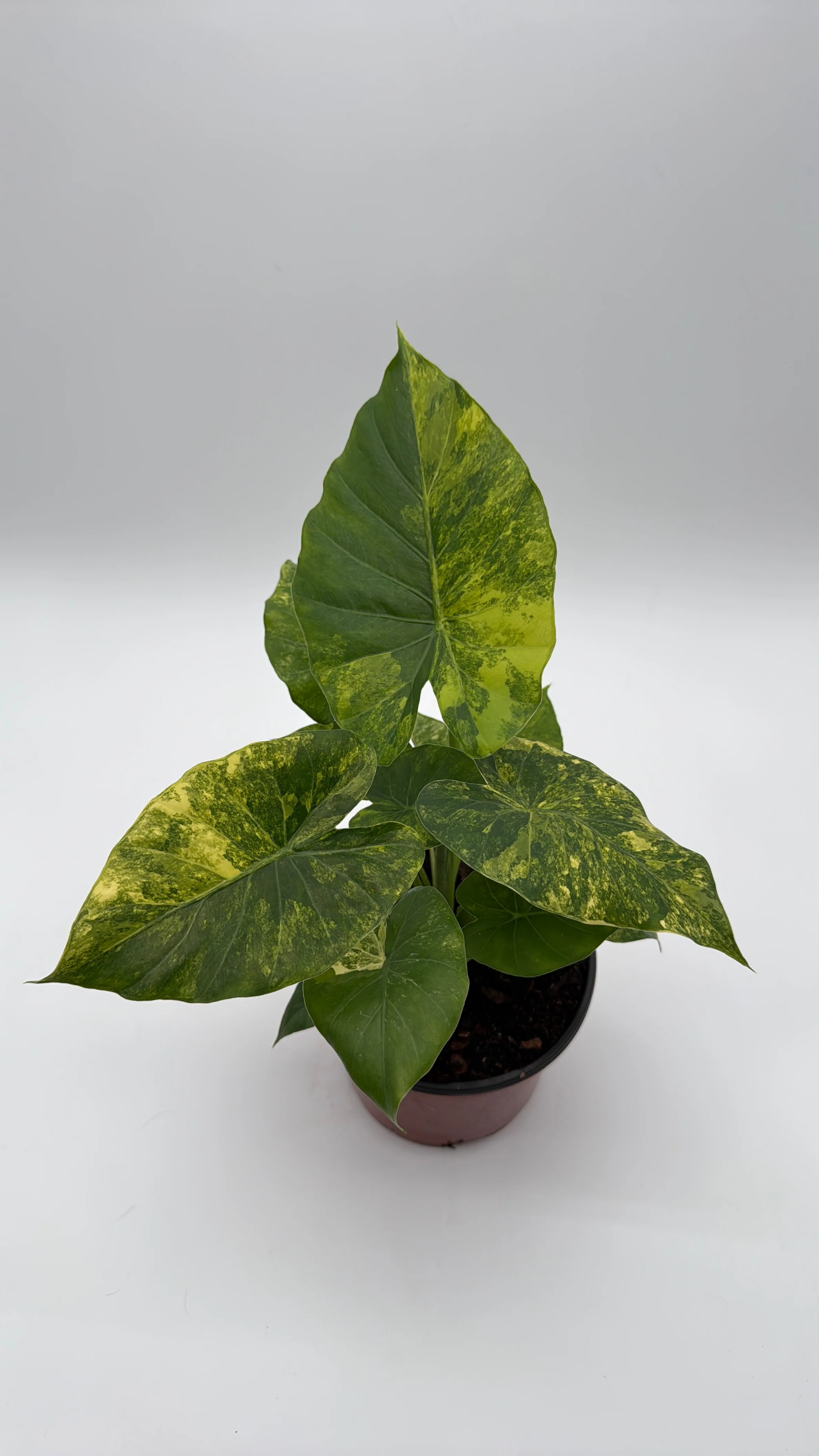 Variegated Alocasia Macrorrhiza Aurea - Image 4