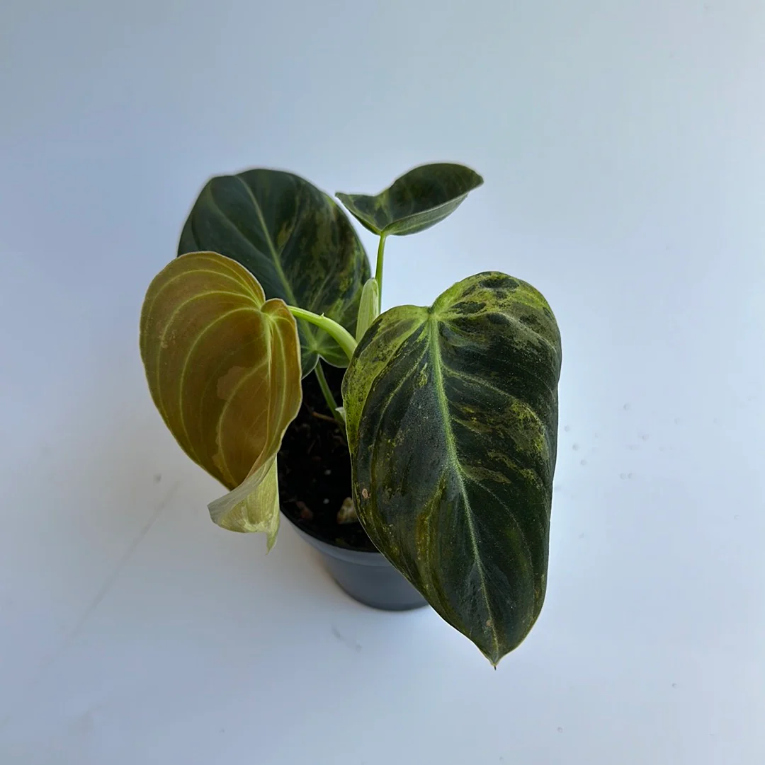 Variegated Philodendron Melanochrysum - Image 2