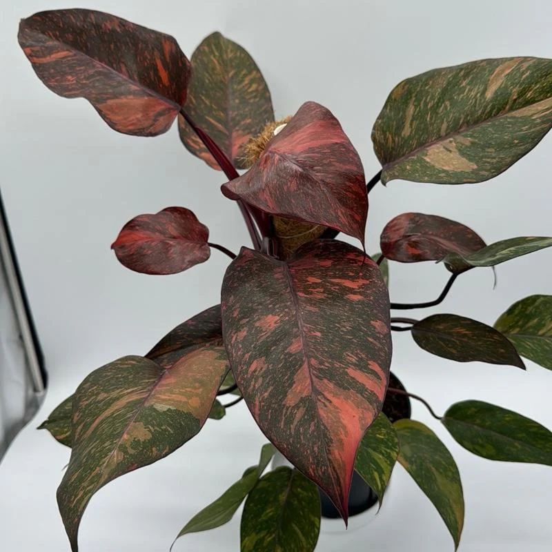 Variegated Philodendron Orange Princess Galaxy - Image 2