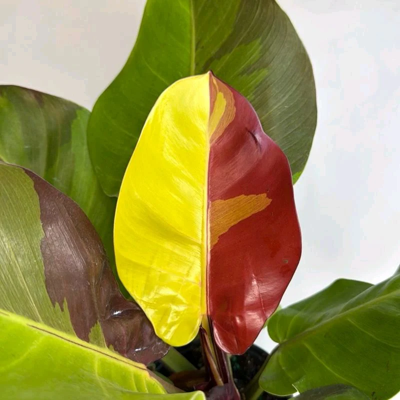 Variegated Philodendron Red Moon - Image 2