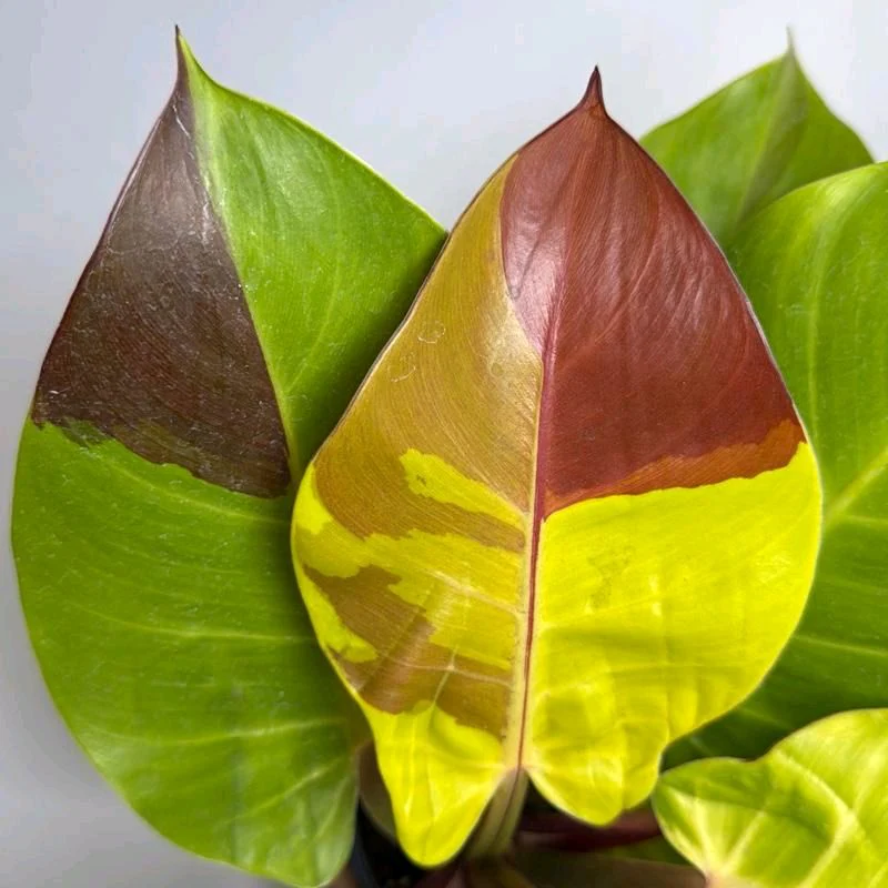 Variegated Philodendron Red Moon - Image 3