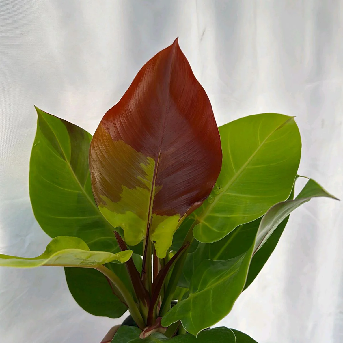 Variegated Philodendron Red Moon - Image 4