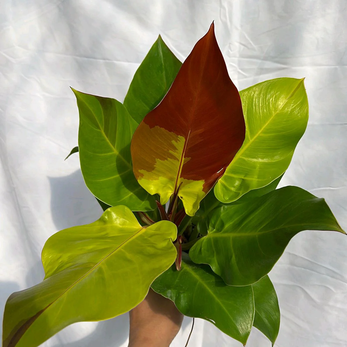 Variegated Philodendron Red Moon - Image 5