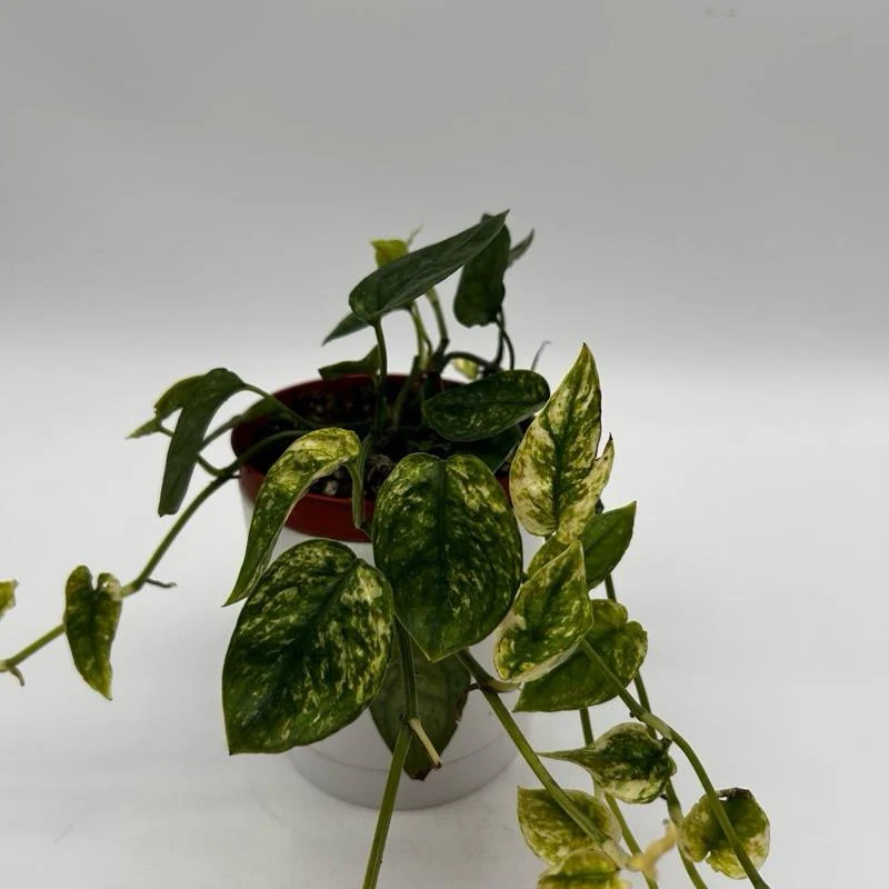 Variegated Pothos Cebu Blue - Image 2