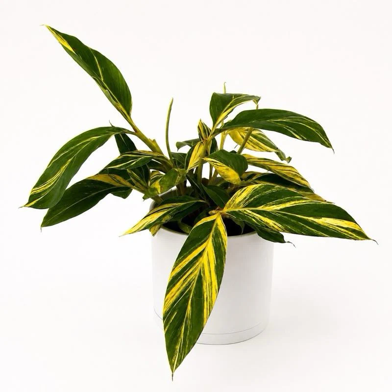 Variegated Shell Ginger - Image 2