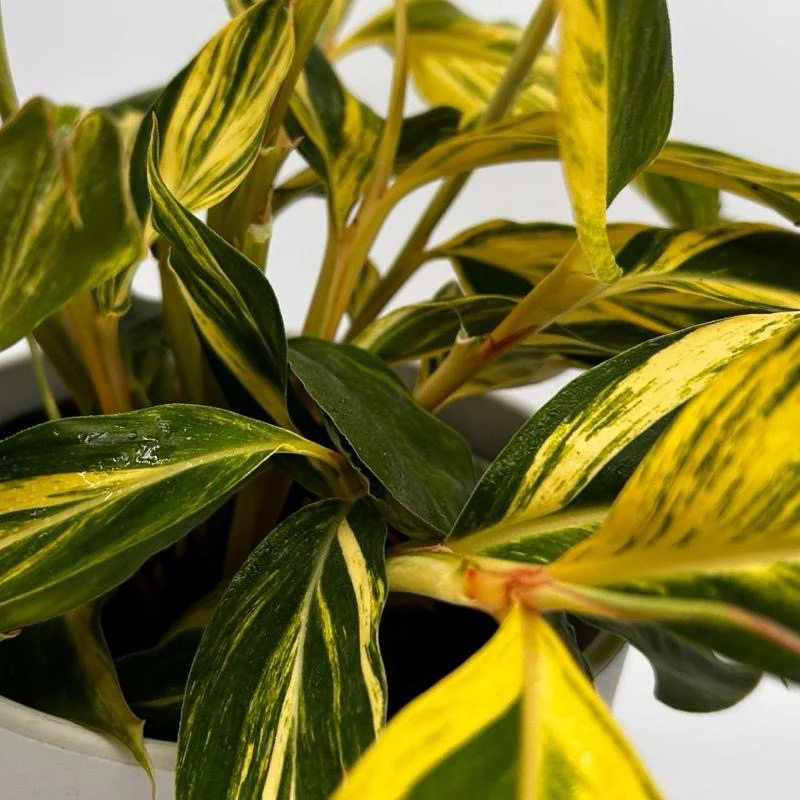 Variegated Shell Ginger - Image 3