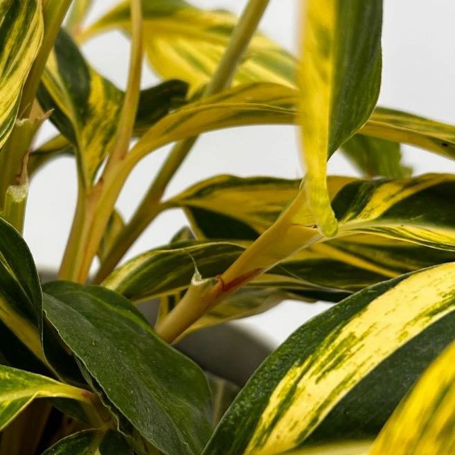Variegated Shell Ginger - Image 4