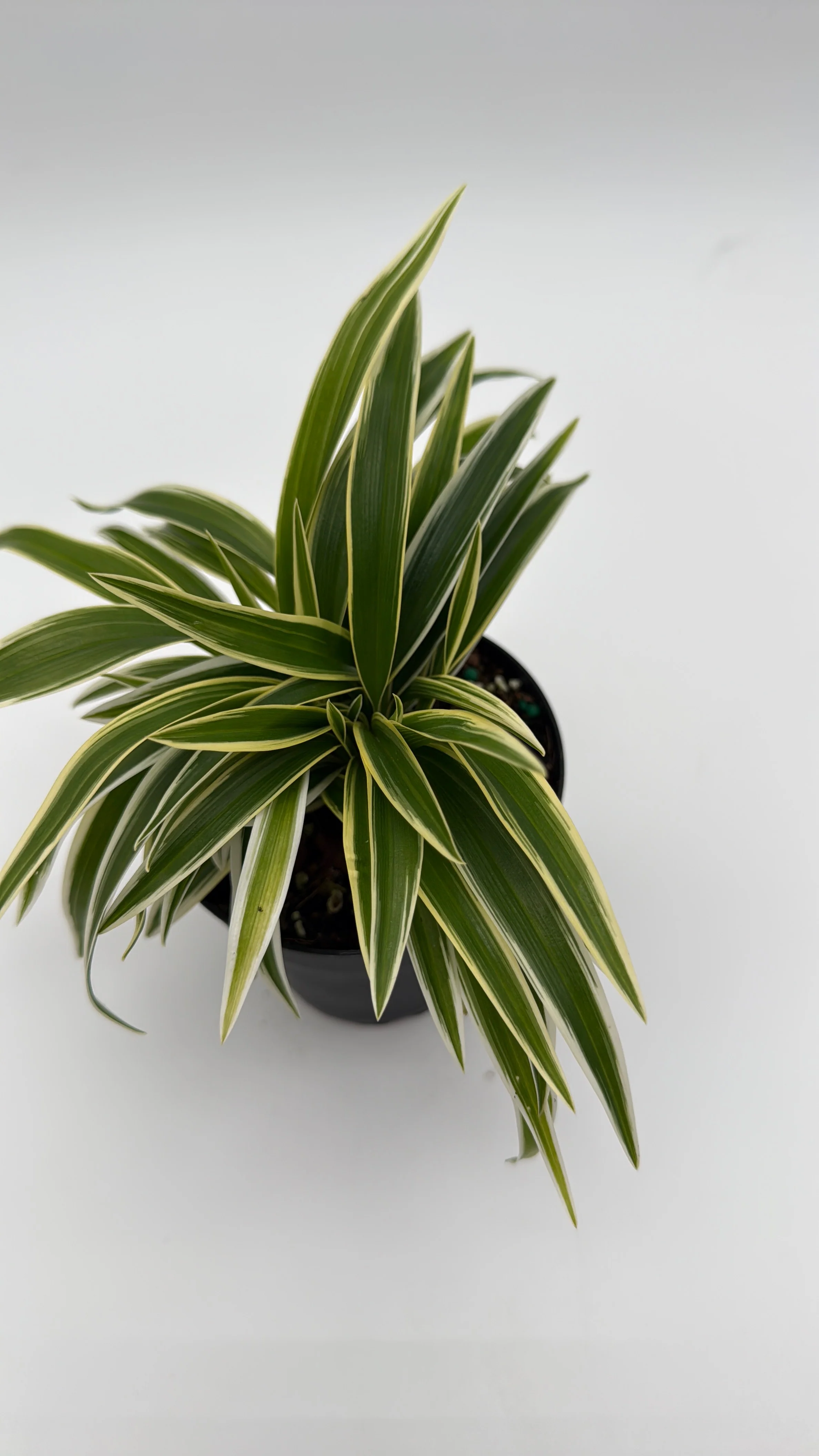 Outer Variegated Spider Plant - Image 2