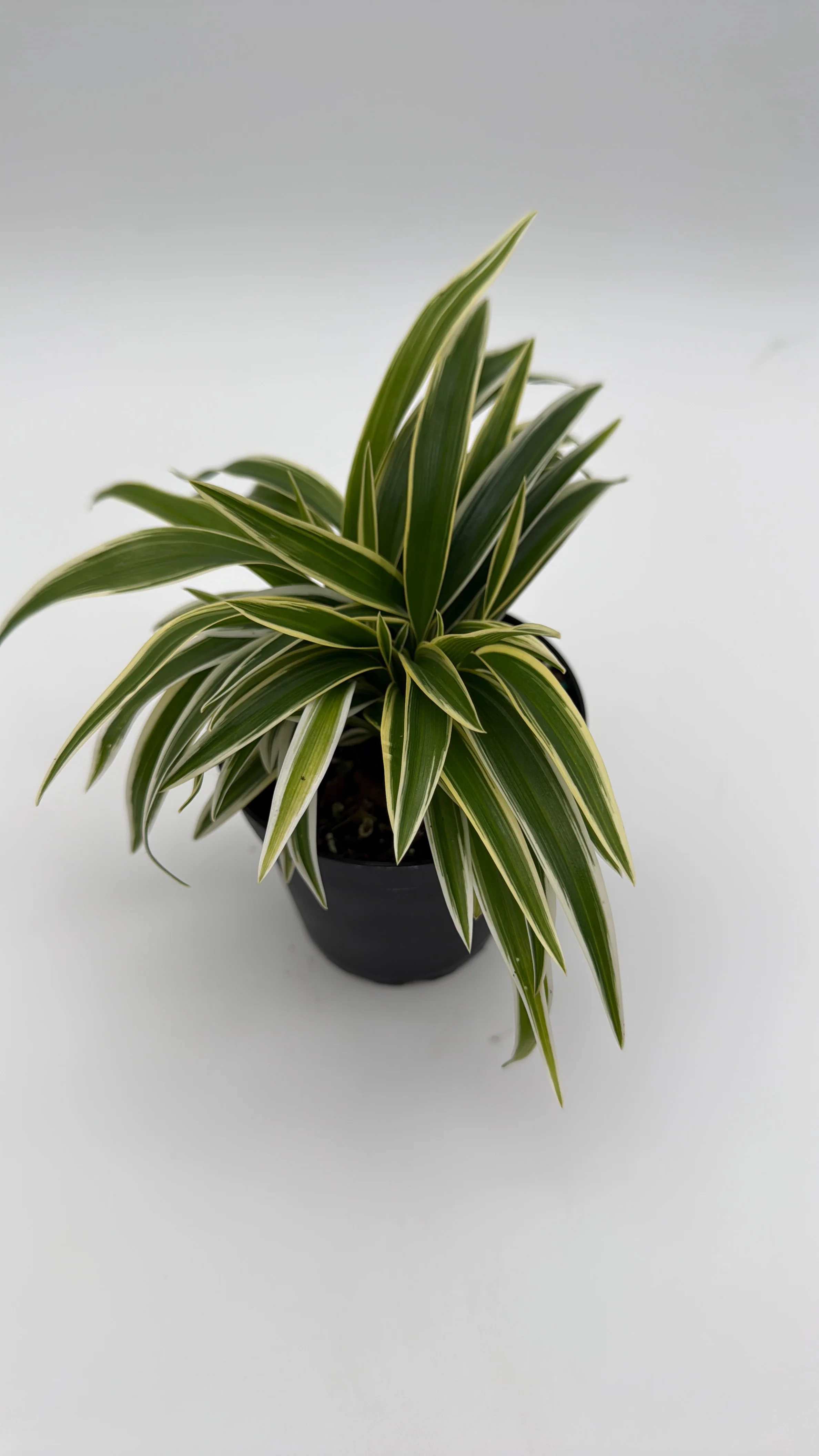 Outer Variegated Spider Plant - Image 3