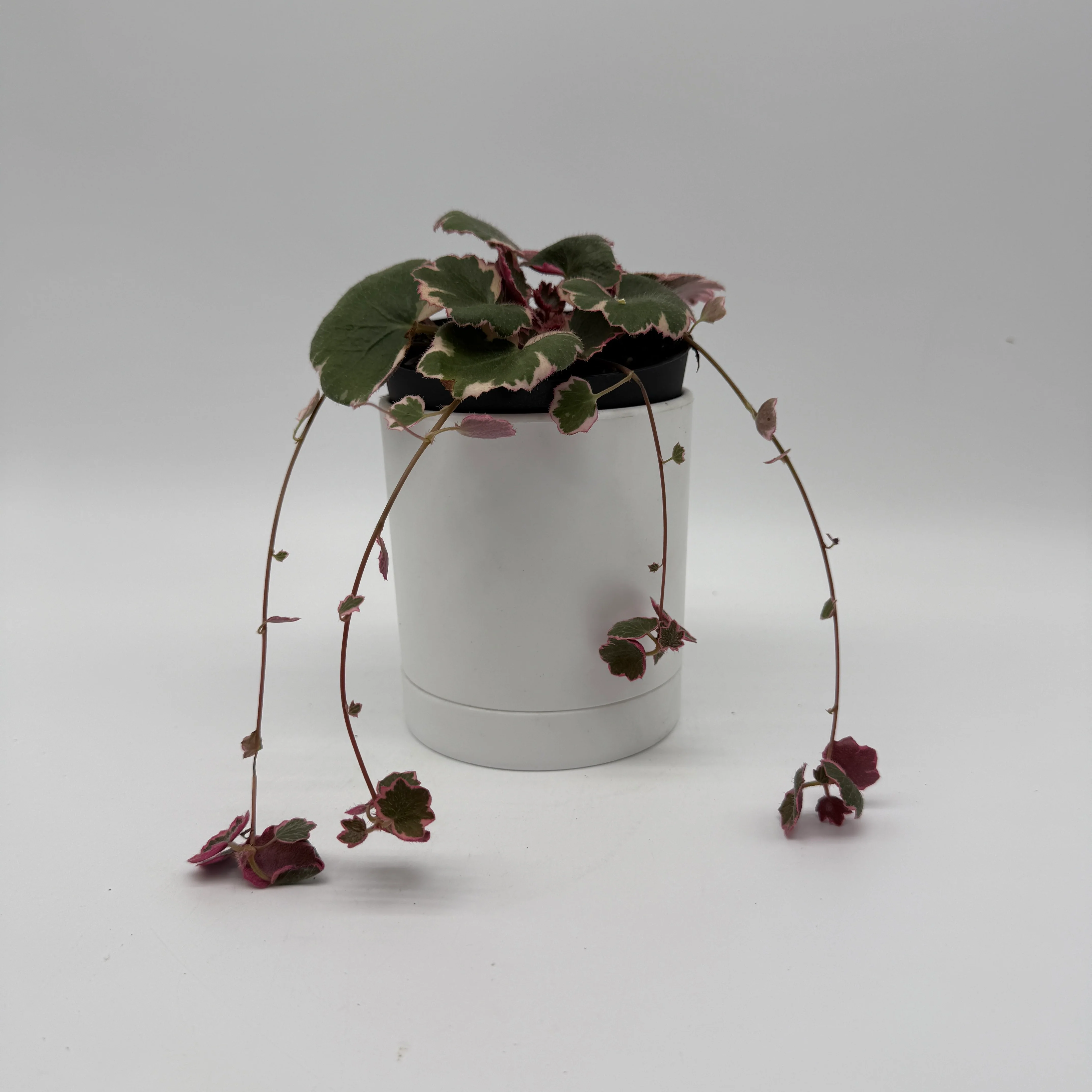 Variegated Strawberry Begonia - Image 2