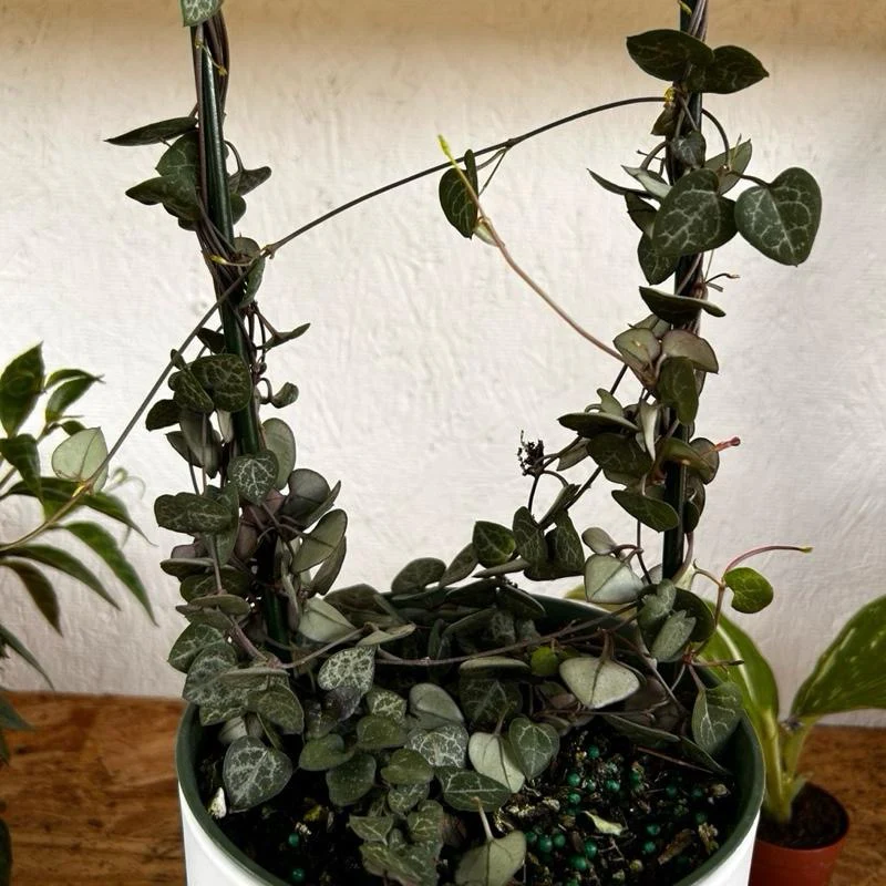 Variegated String of Hearts - Image 3