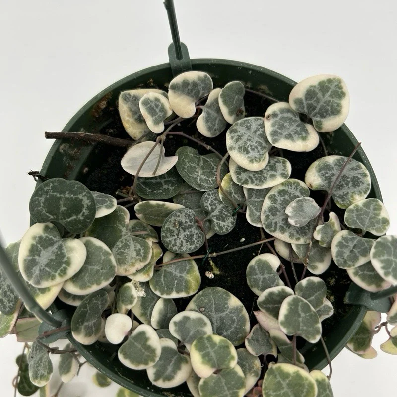 Variegated String of Hearts (Ceropegia) Hanging Basket
